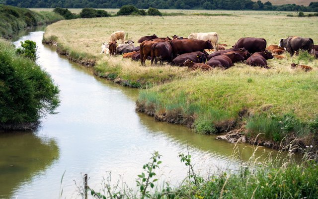 Cows next to a river